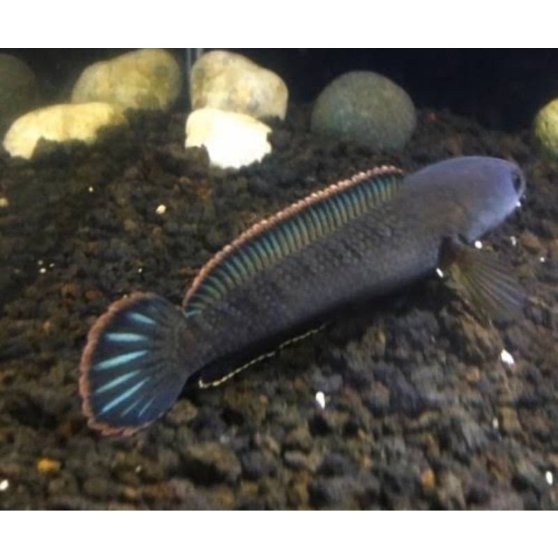 cana limbata singl tank grade A