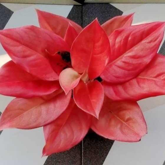 Tanaman hias bonggol aglonema Neskia - bonggol aglonema neskia