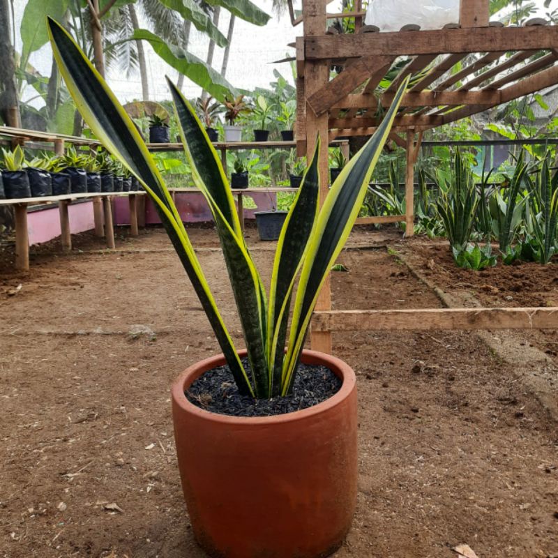 Sanseviera Black Gold/Lidah mertua