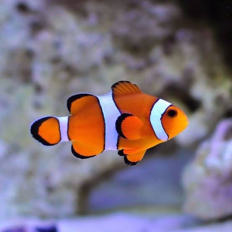 

nemo clownfish biasa