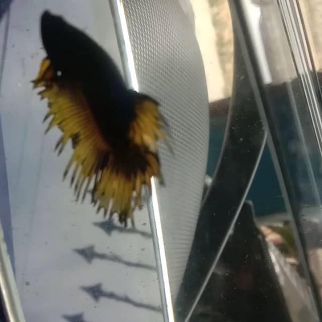 

Cupang Rostail mg yellow blue