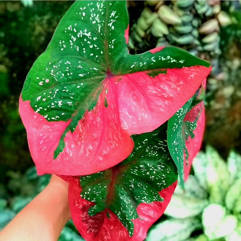 Bunga baret / bunga caladium baret/ bunga keladi baret/ tanaman hias hidup baret/ tanaman hias kelad