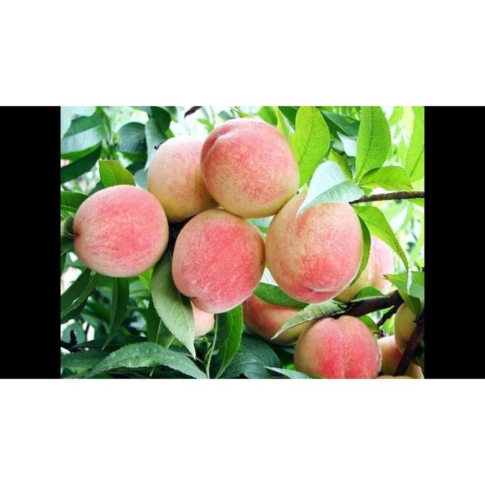 Bibit buah persik/ peach
