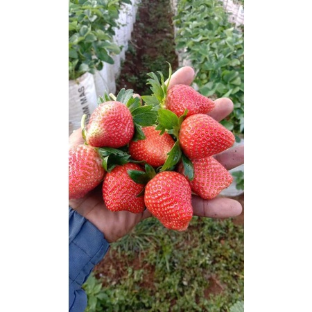 

strobery simencir manis segar 250gr