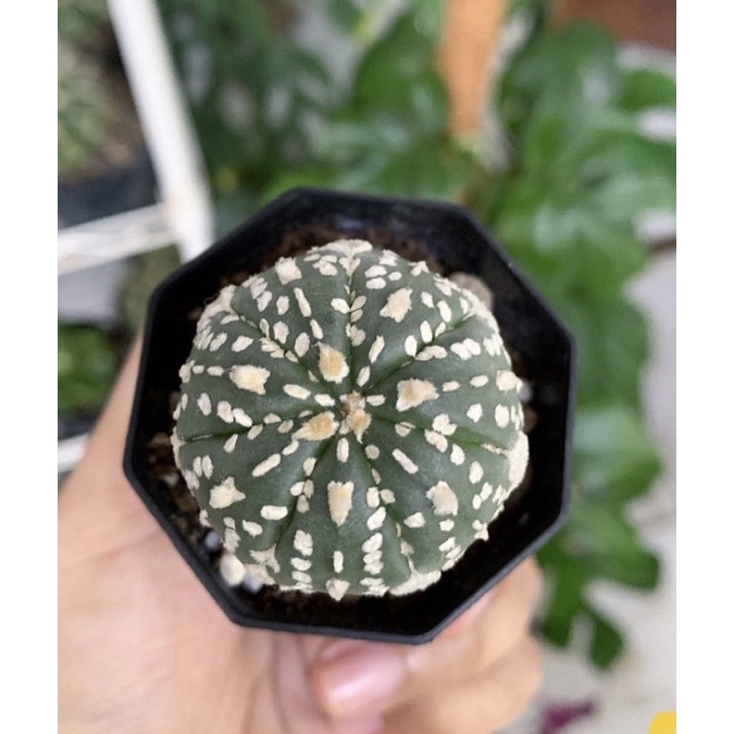 KAKTUS ASTROPHYTUM ASTERIAS V TYPE KABUTO/ KAKTUS IMPORT THAILAND