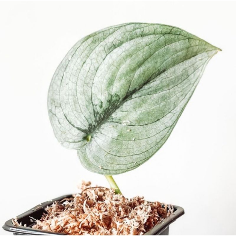 scindapsus platinum/silver hero