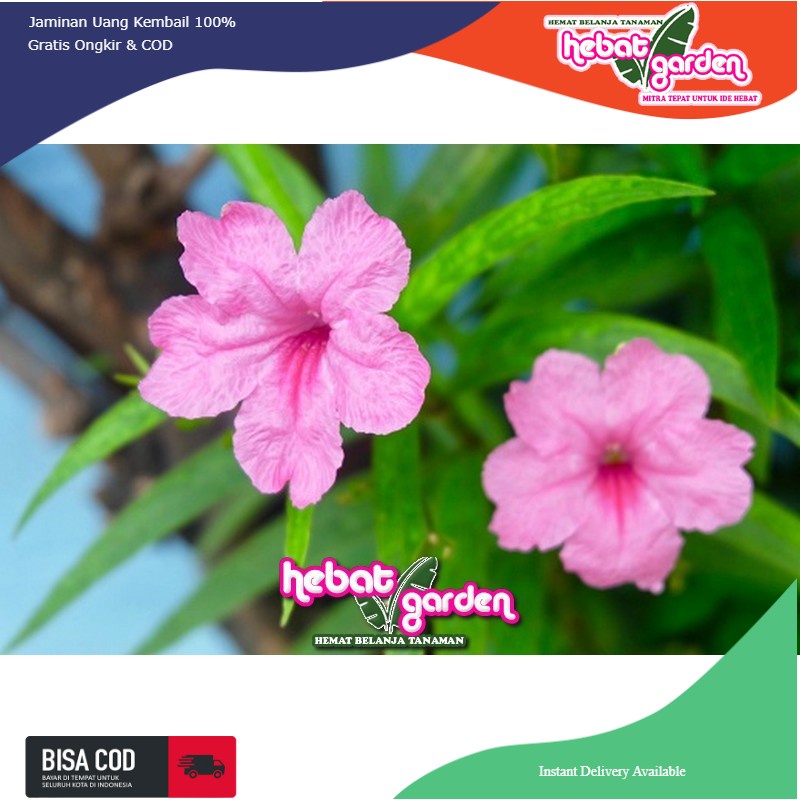 Ruellia bunga pink-Ruellia brittoniana Katie pink