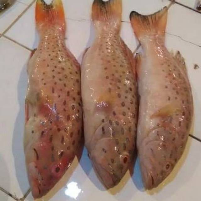 

IKAN KERAPU LODI FRESH