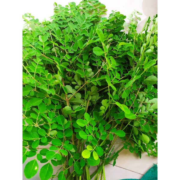 

daun kelor segar baru petik 500 gr