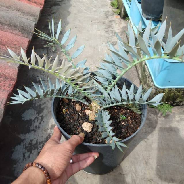 Encephalartos Horidus seperti di pict siap untuj dikirim