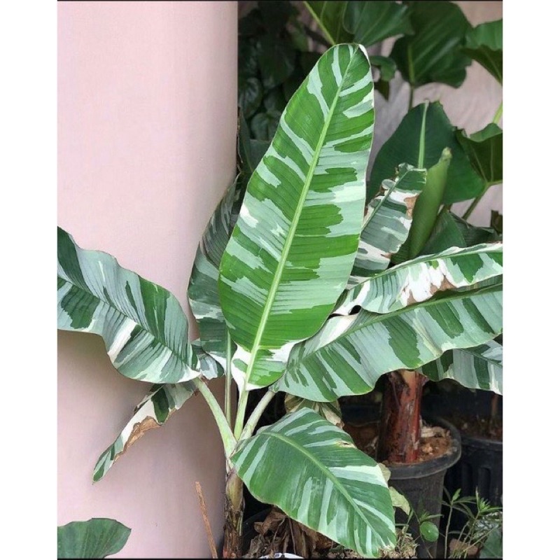 Bibit bonggol Pohon Pisang Florida Musae / Pohon Pisang varigata Florida umbi