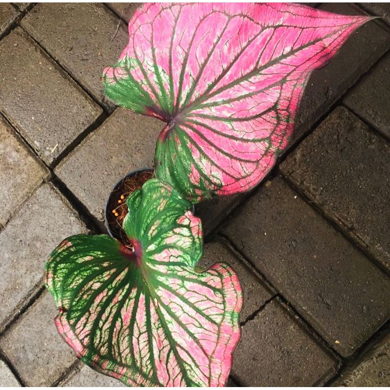 CALADIUM INFINITY DEWASA, keladi infinity, keladi wayang infiniti