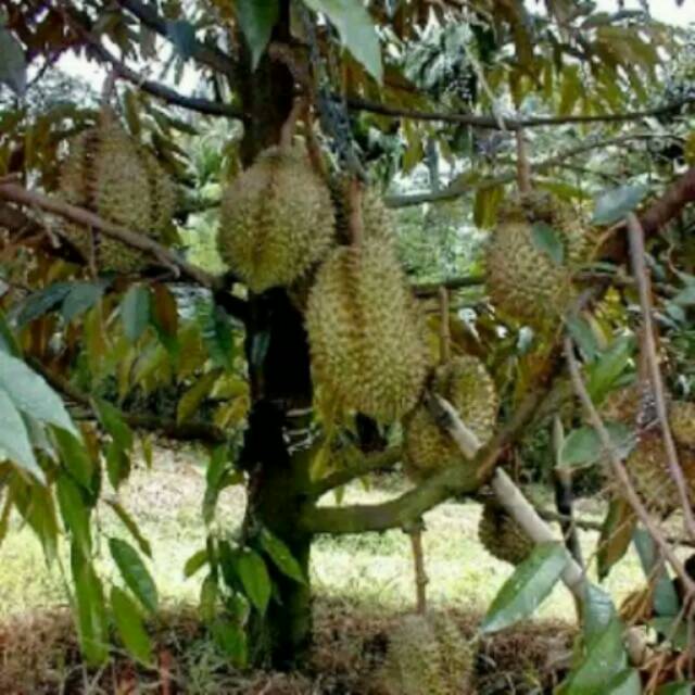 

Bibit durian montong Manis