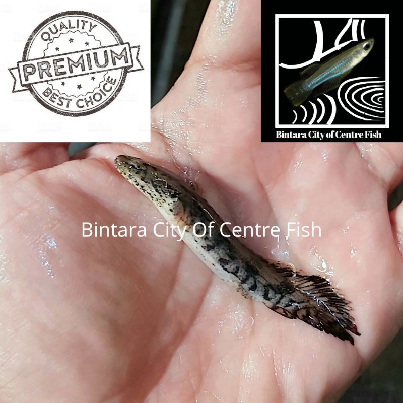 Ikan Predator Palmas Endlicheri, ukuran 6 cm, min order 25 ekor