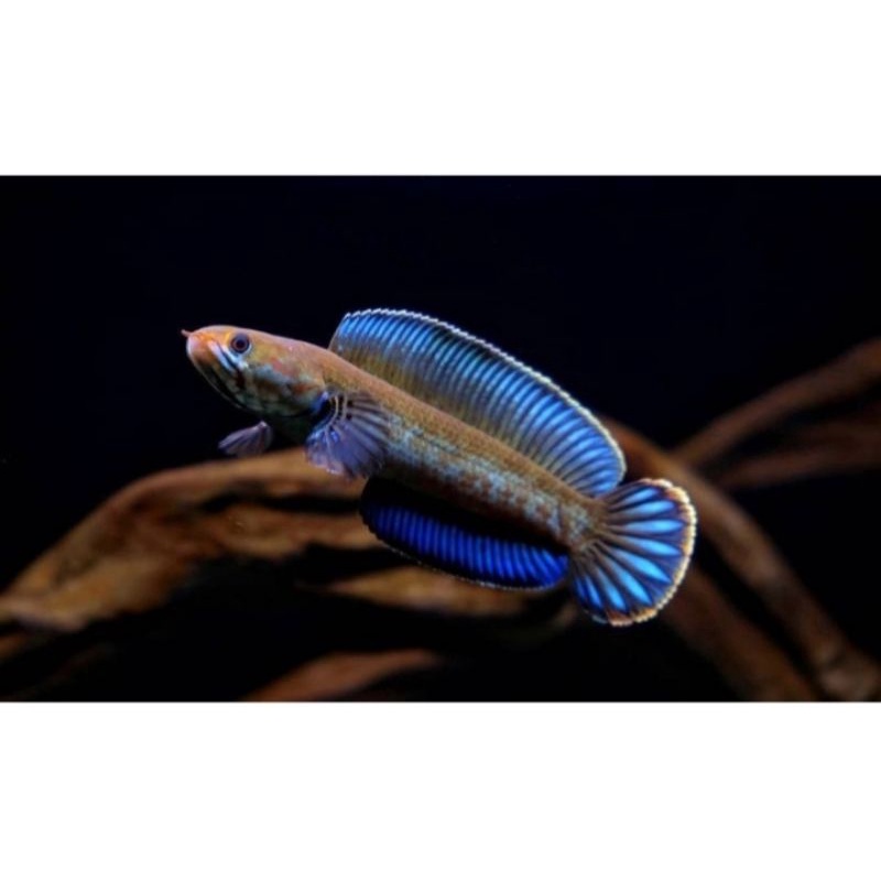 Channa andrao 5-6 cm gondrong dan bermental