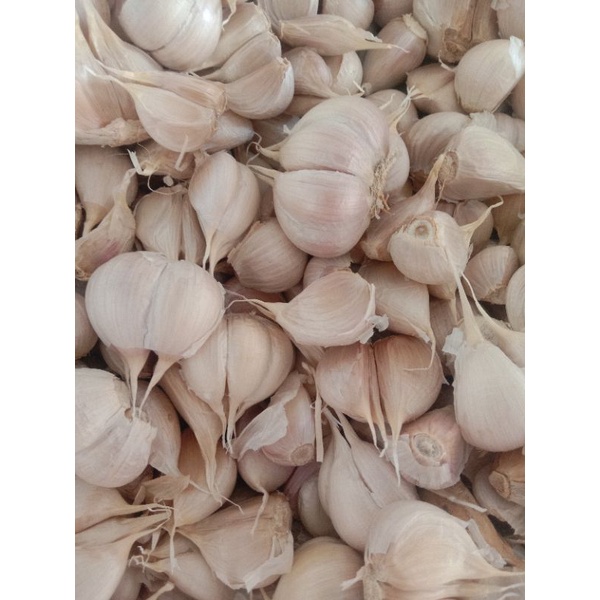 

Bawang Putih Kating bersih panen baru | kemasan 250g, 500g, 1kg