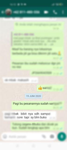 Benih-bibit Cabe Hias Uchu Cream (haira Seed)