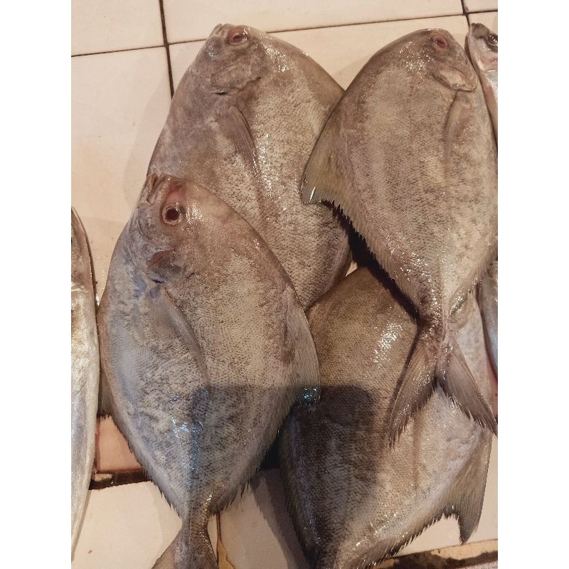 

Ikan Bawal Laut Fresh/ Bawal Putih (500g) isi 2-3