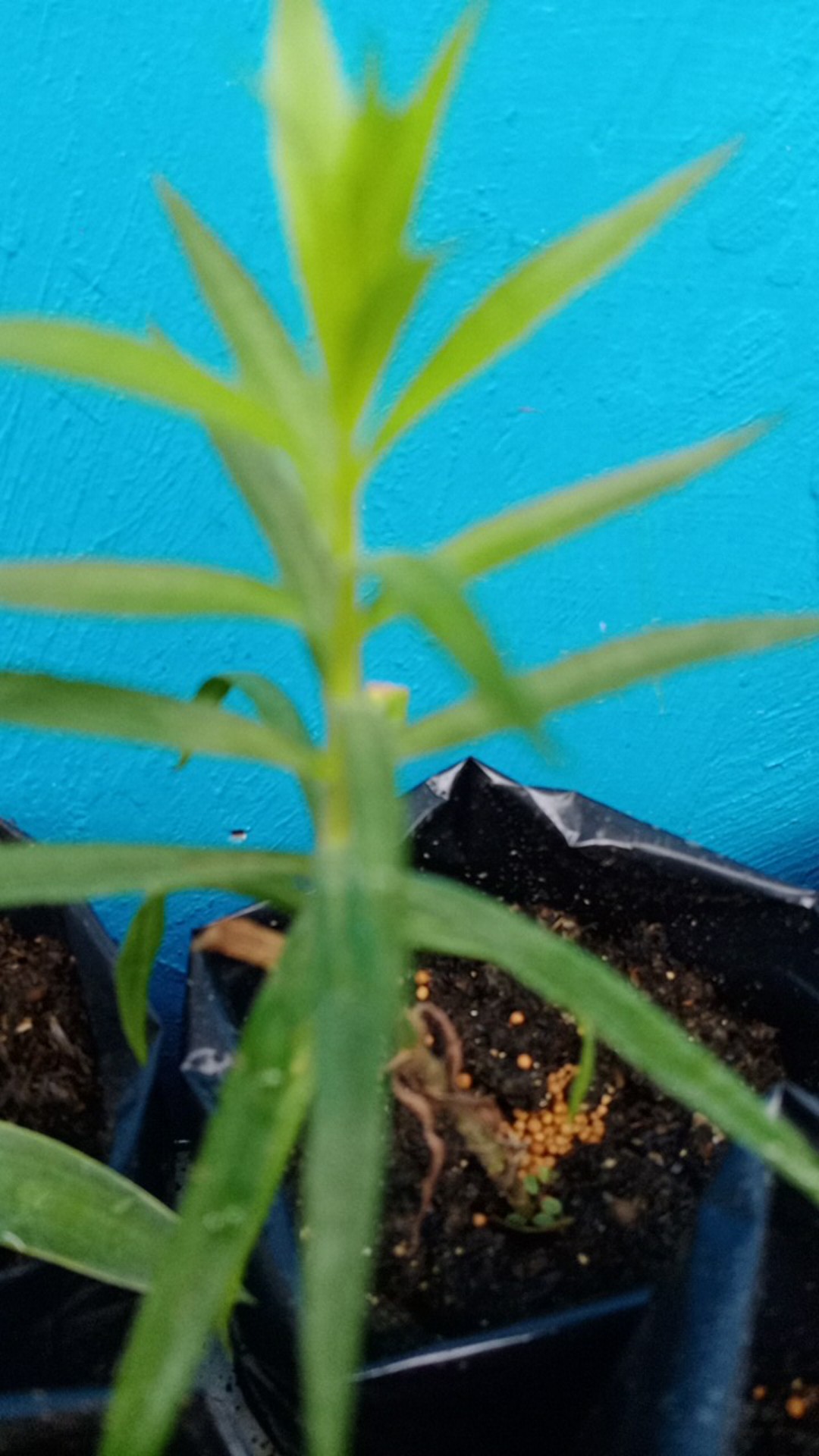 Tanaman Hias Lavendeer Pengusir Nyamuk Anti Nyamuk