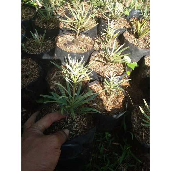 Paket Komplit 6 Pohon Lohansung Import Original ( Non Grafting ) : - Blue Ice- Pucuk Merah- Pucuk Ku