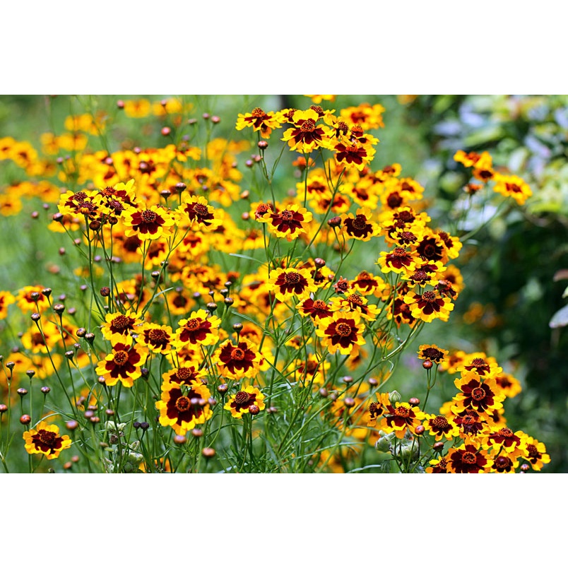 Benih Bibit Biji - Bunga Cosmidium Burridgeanum Brunette Flower Seeds - IMPORT