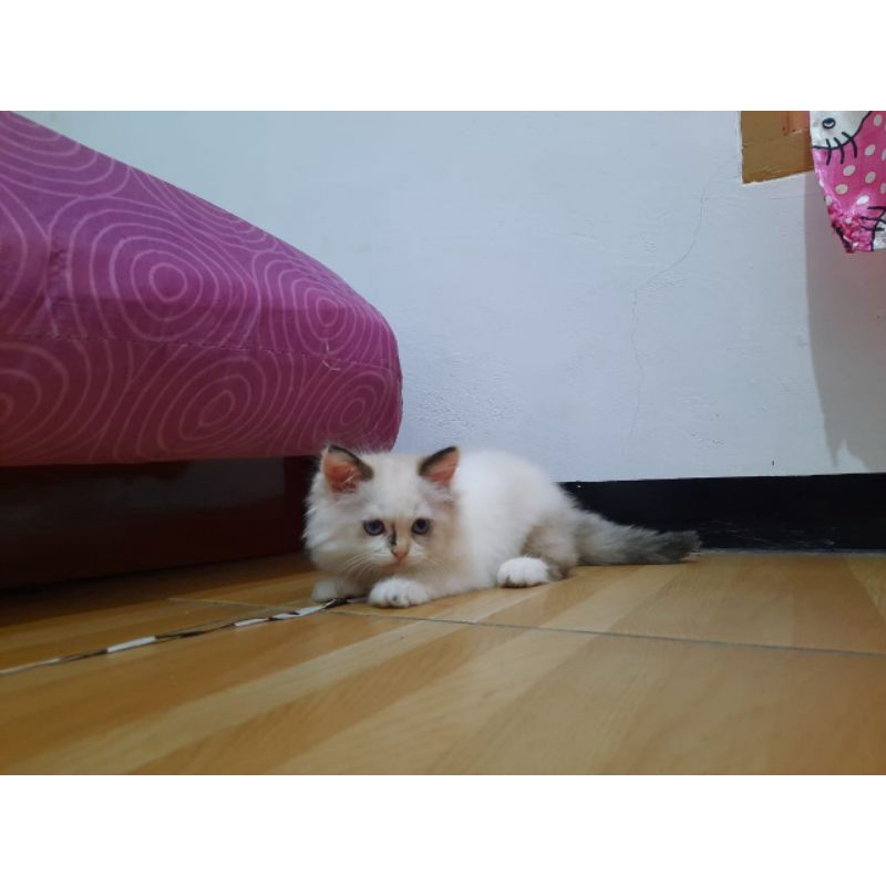 kucing persia himalaya motif Ragdoll