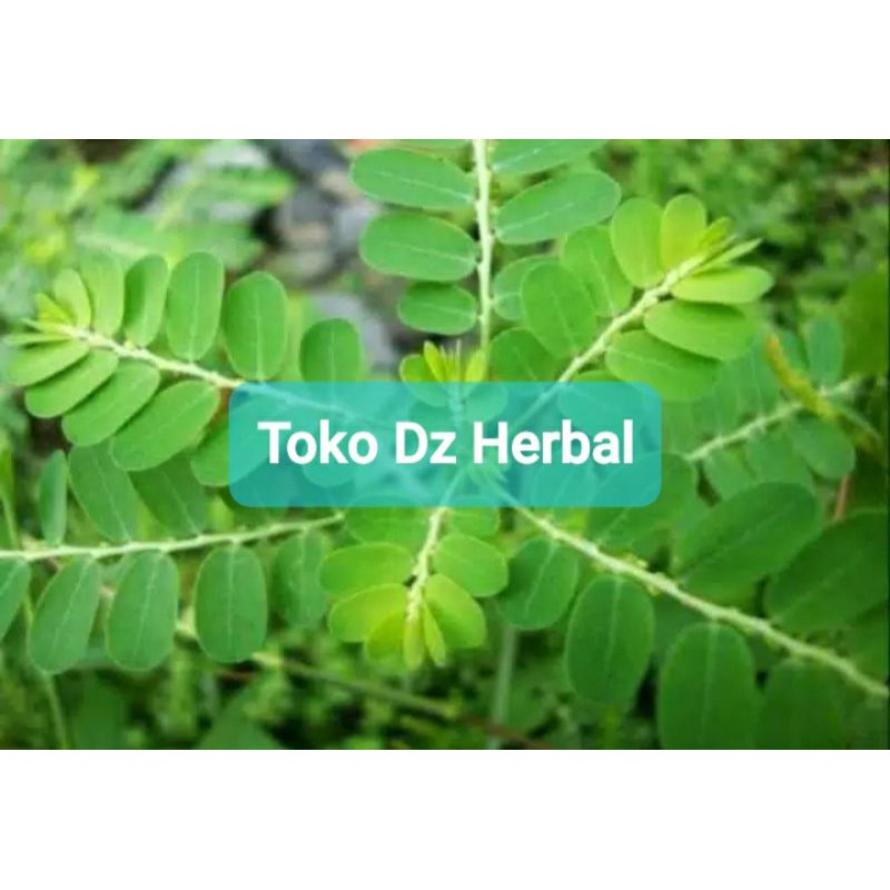 

Daun meniran segar per 250 gram-az