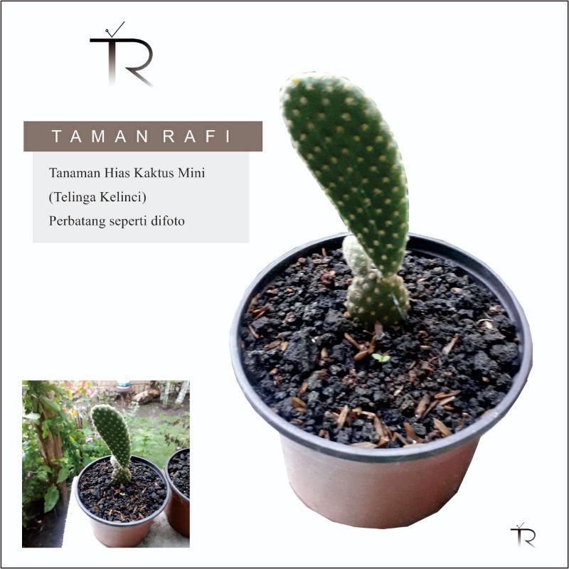 Tanaman Hias Kaktus Mini Telinga Kelinci