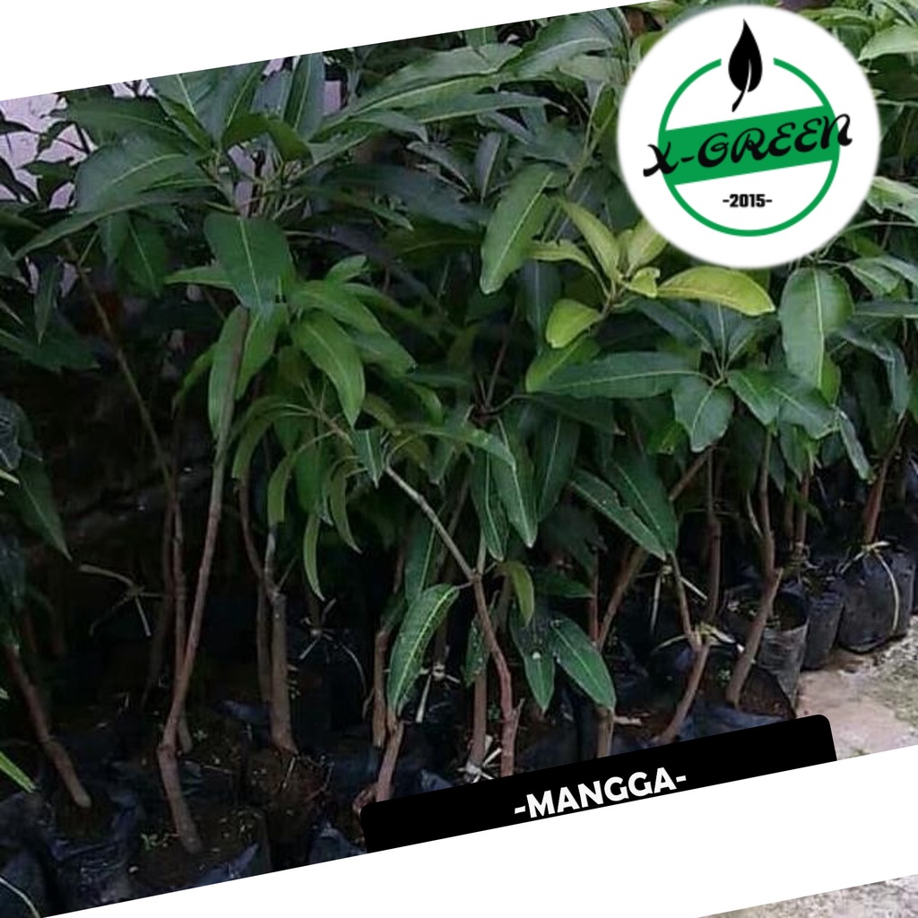 4 Pohon Mangga Kelapa - (X-Green)