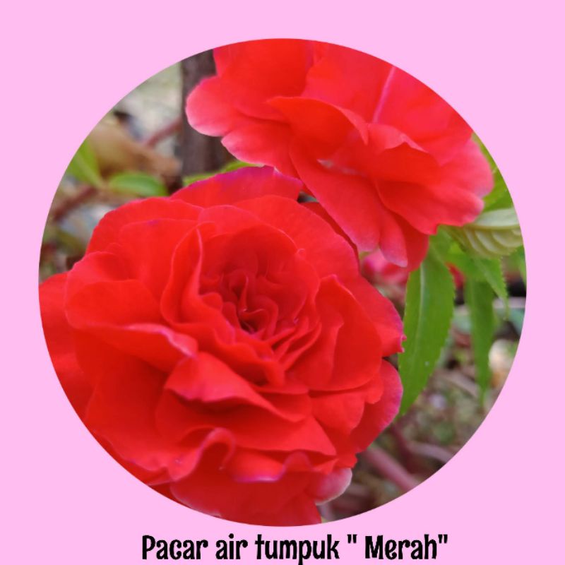Benih /biji bunga pacar air tumpuk /impatiens balsamina merah