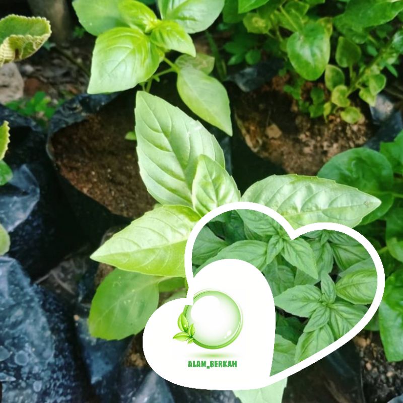 Bibit tanaman basil/tanaman basil thai