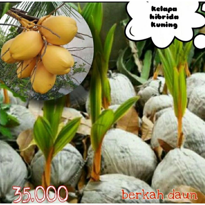 bibit kelapa gading (kelapa kuning)