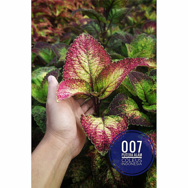 Miana id Drupadi/Miana premium/Miana langka/