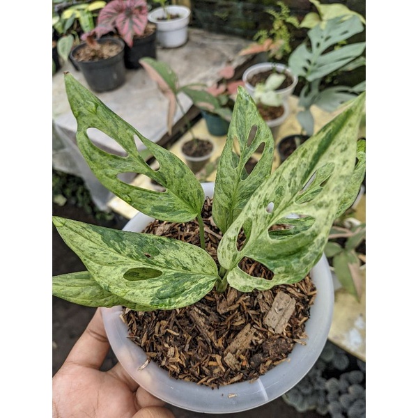 STOK TERBATAS!! Monstera Adansoni Var Janda Bolong Varigata Lokal/ Janbol Var Lokal Asli Real Pict