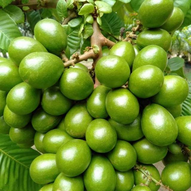 

Bibit Matua lengkeng papua