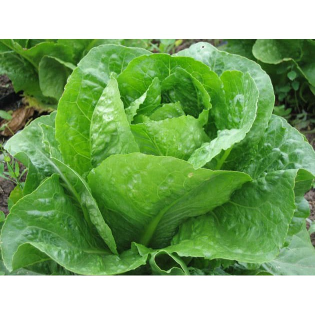 150 benih selada hijau green romaine bibit  tanaman sayur sayuran hidroponik lettuce F1