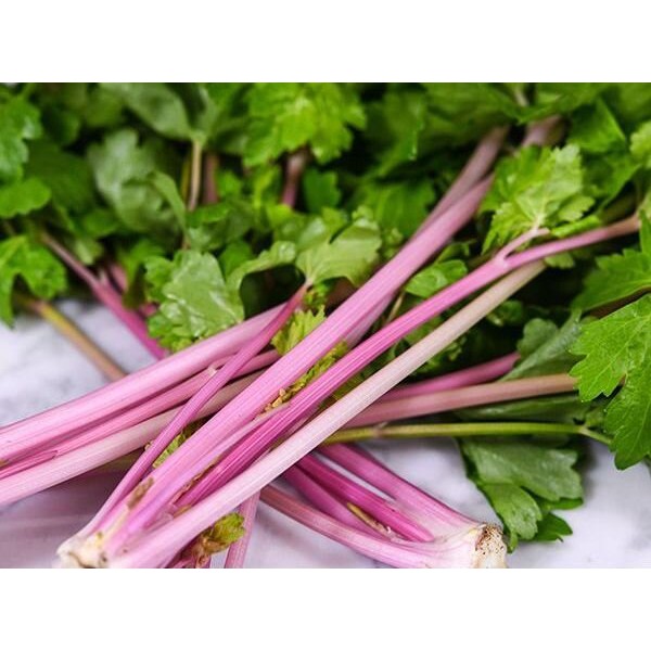 Benih Bibit Biji - Celery Chinese Pink Seledri Merah Muda Seeds - IMPORT USA