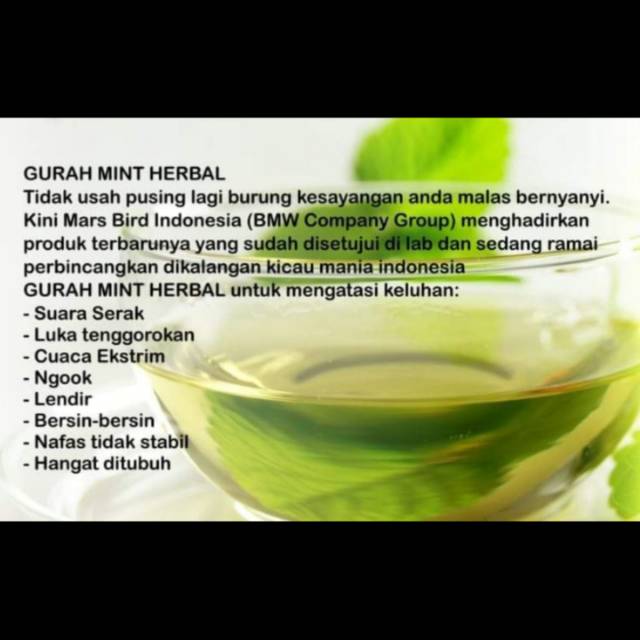 Gurah Mint Herbal 100 Tuntas Atasi Serak Burung Gacor Kembali Indonesia