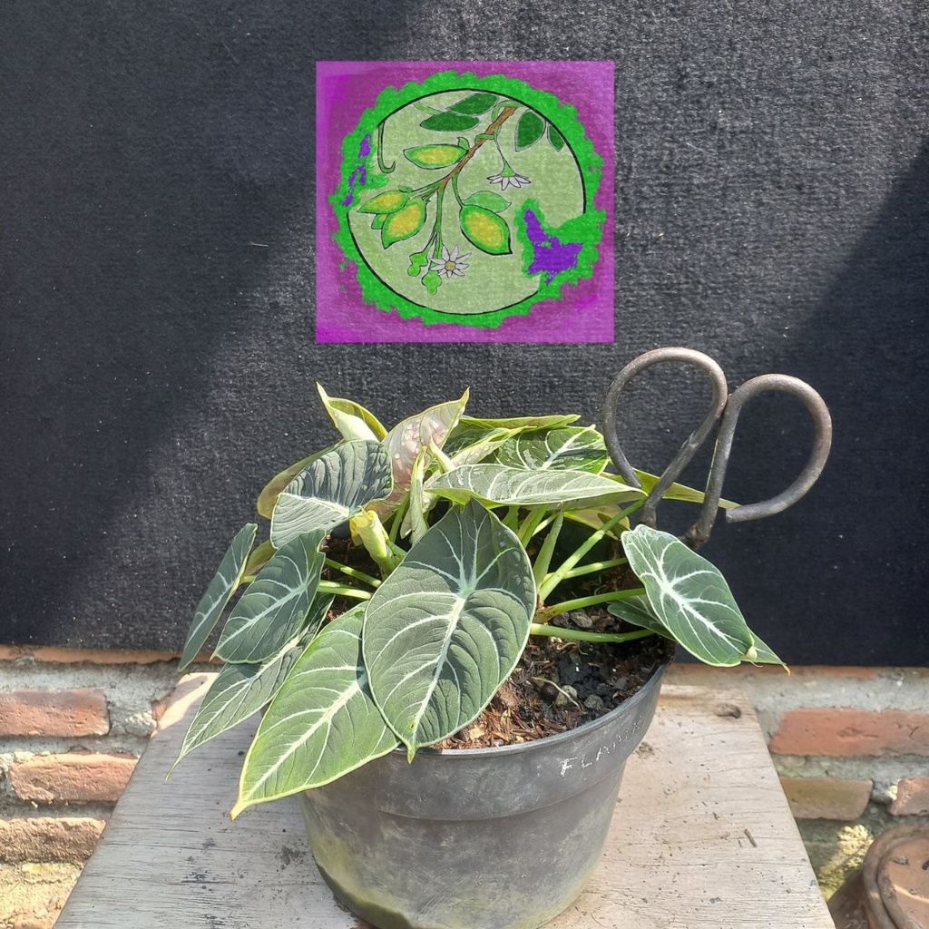 Alocasia Black Velvet Dragon Scale Daun 2 sampai 4 Bonggol Murah Tanaman Hias