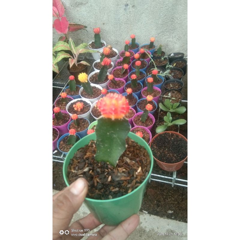 

kaktus import