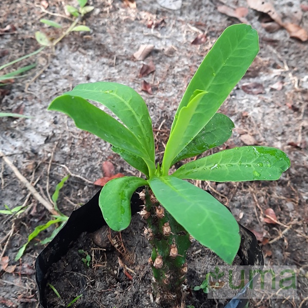 Tanaman hias kaktus Euphorbia neriifolia