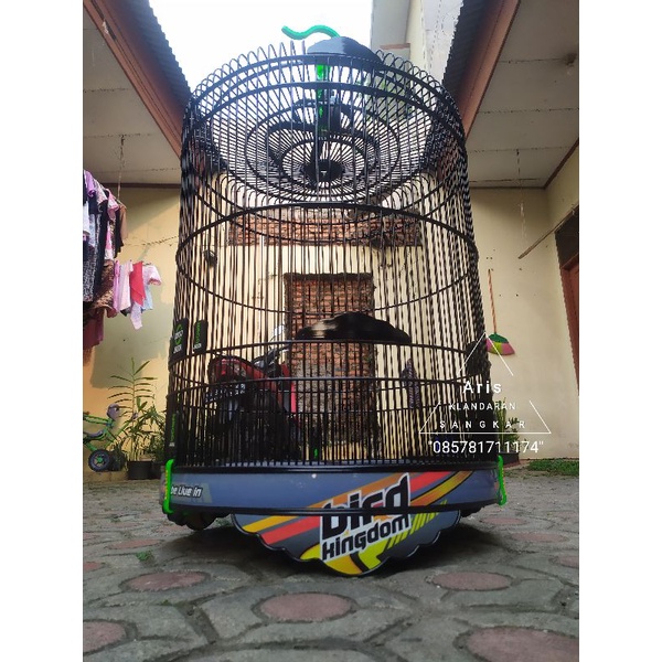 Sangkar Murai Ebod decal "Bird Kingdom"