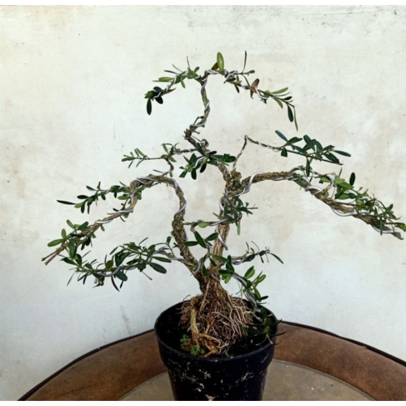 pohon bonsai boxus tanaman hias pohon bonsai boxus