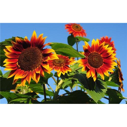 BENIH BUNGA SUNFLOWER EVENING SUN ECER 3 BIJI Bibit bunga matahari import  F1 Mr Fothergills