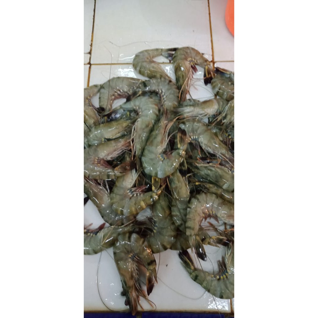 

Udang Pancet / Windu / Tiger