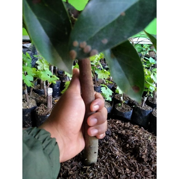 Pohon Alpukat Kelud kondisi Berbunga / mentil