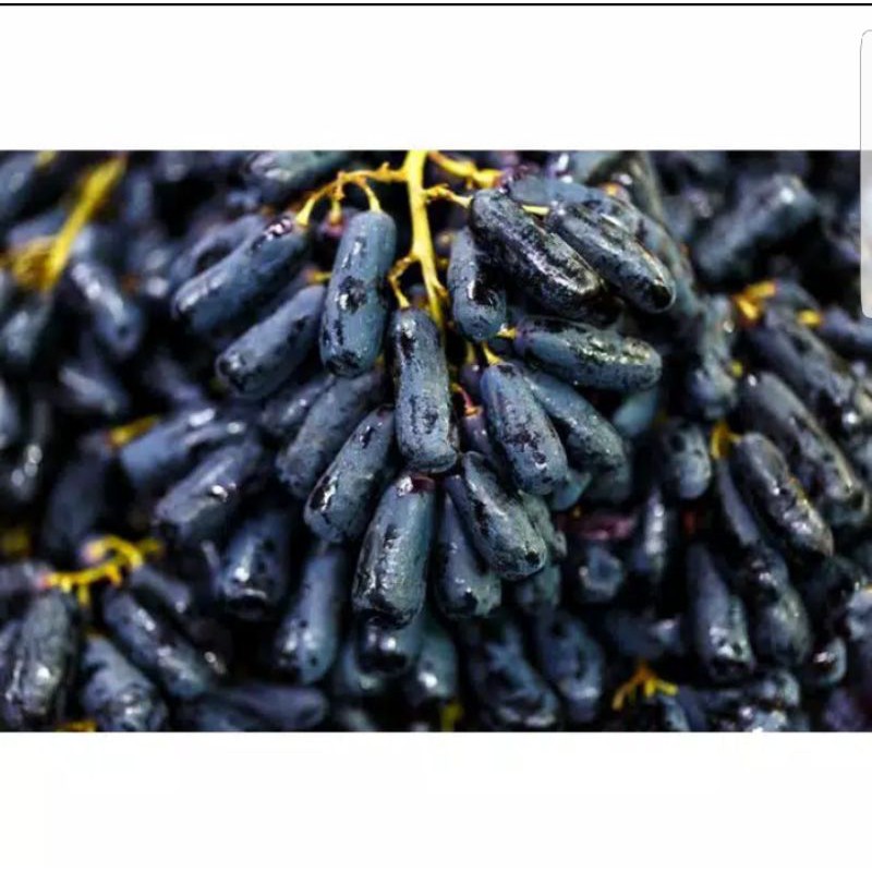 (TERMURAH) Anggur Hitam Moondrop 1KG Sweet Saphire