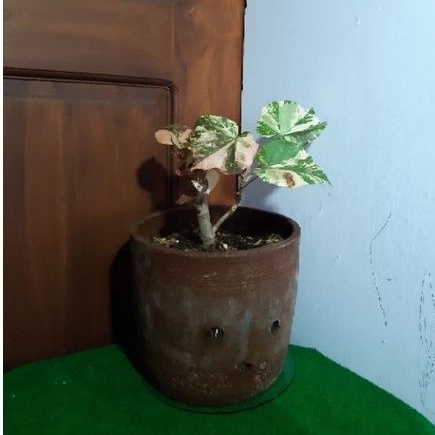 Tanaman Hias Waru Variegata //Bonsai Waru Variegata