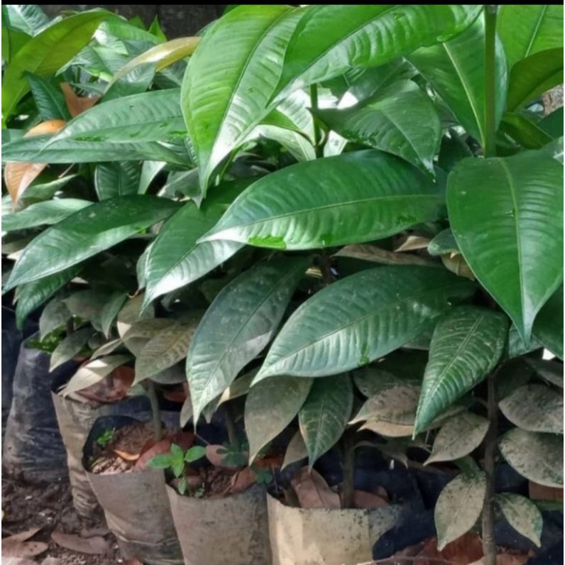 Bibit pohon manggis/Tanaman buah manggis