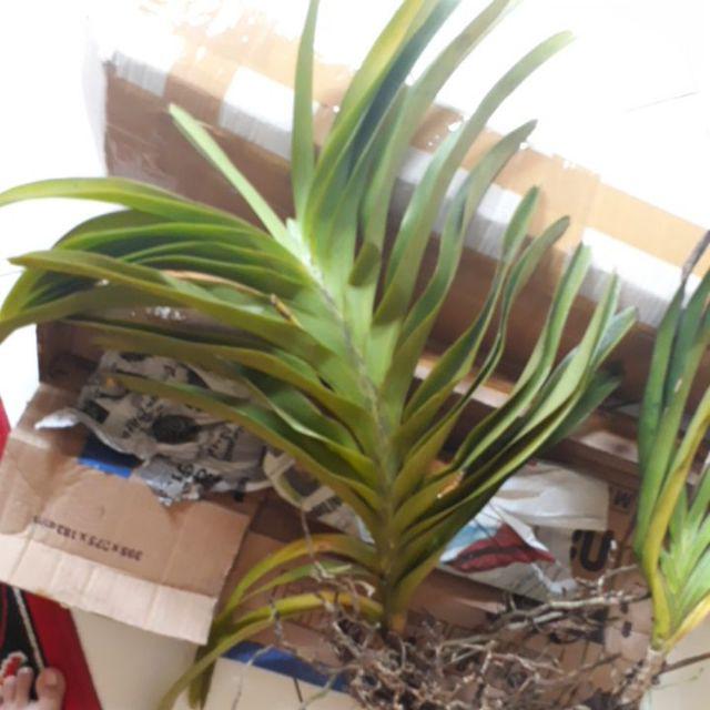 Anggrek Vanda Dewasa Jumbo (tricolor)
